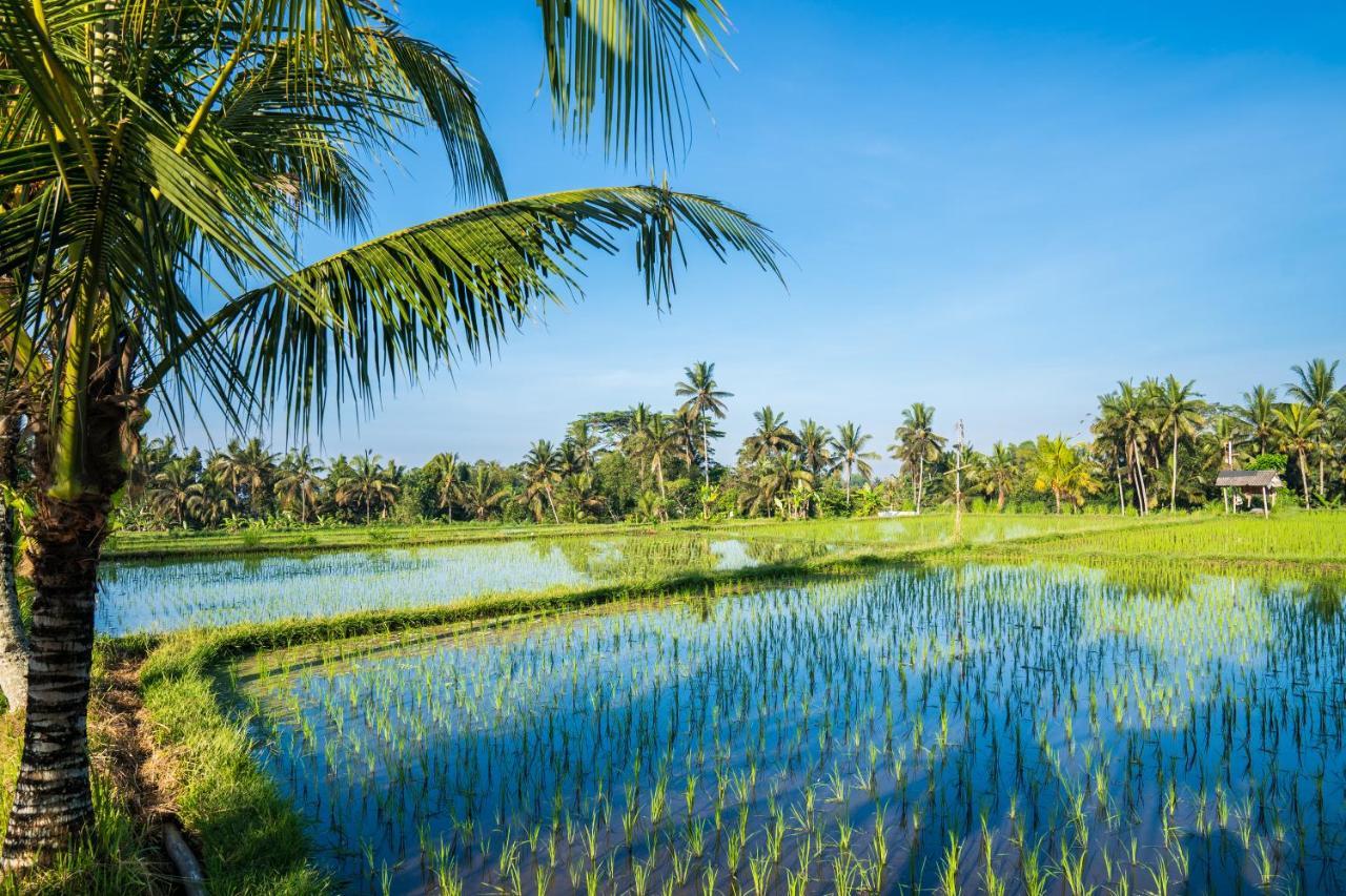 Buddha Homestay Ubud  Exterior photo